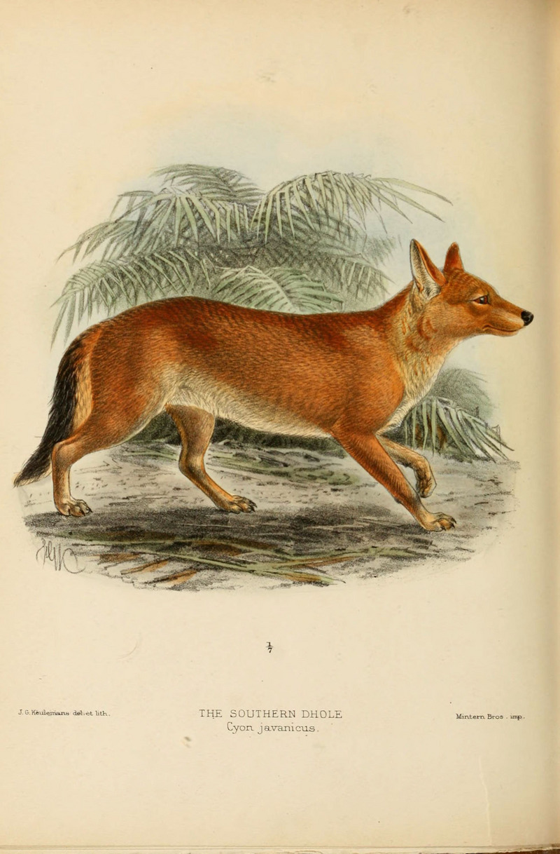 Dogs, jackals, wolves, and foxes (Plate XL) (5987846707).jpg
