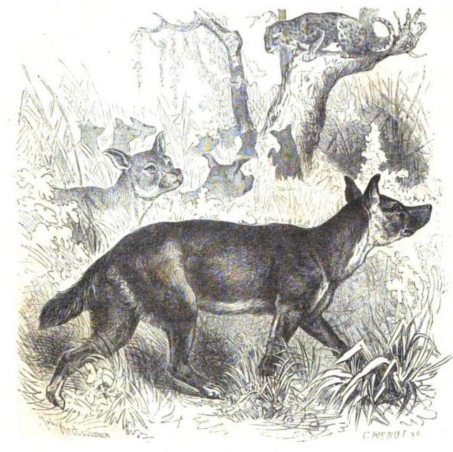 La vita degli animali descrizione generale del regno animale di A. E. Brehm Mammiferi (1872) Canis dukhunensis.png