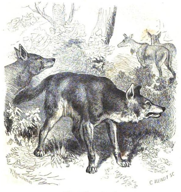 La vita degli animali descrizione generale del regno animale di A. E. Brehm Mammiferi (1872) Canis primaevus.png