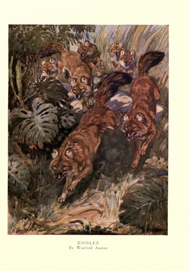The wild beasts of the world (Pl. 29) (6505646451).jpg