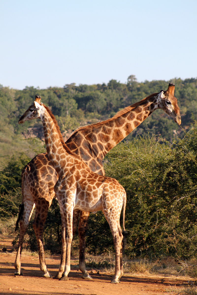 2 giraffes (13944934017) - giraffe (Giraffa camelopardalis).jpg