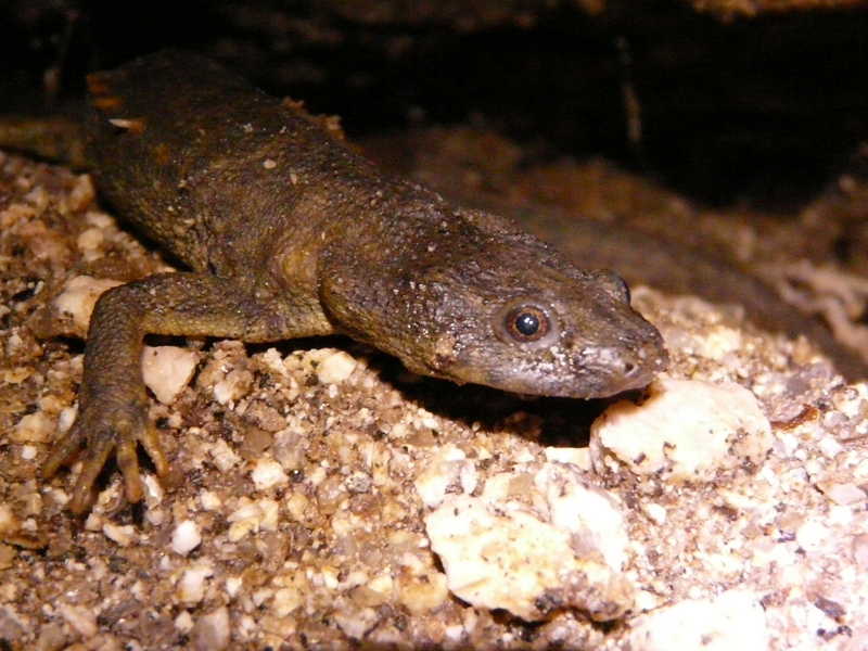 Pleurodeles waltl (6411333161) - Iberian ribbed newt, sharp-ribbed salamander (Pleurodeles waltl).jpg
