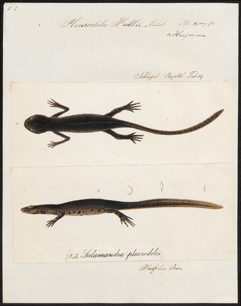Pleurodeles waltlii - 1700-1880 - Print - Iconographia Zoologica - Special Collections University of Amsterdam - UBA01 IZ11400095.jpg