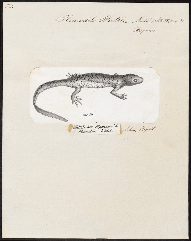 Pleurodeles waltlii - 1700-1880 - Print - Iconographia Zoologica - Special Collections University of Amsterdam - UBA01 IZ11400097.jpg