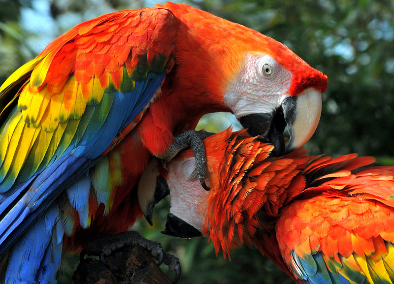 Araracanga - Ara macao macao 02 - scarlet macaw (Ara macao).jpg