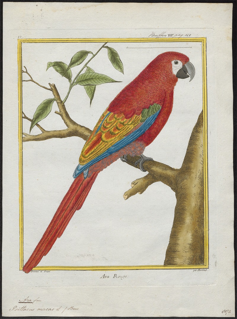 Ara macao - 1700-1880 - Print - Iconographia Zoologica - Special Collections University of Amsterdam - UBA01 IZ18500079.jpg