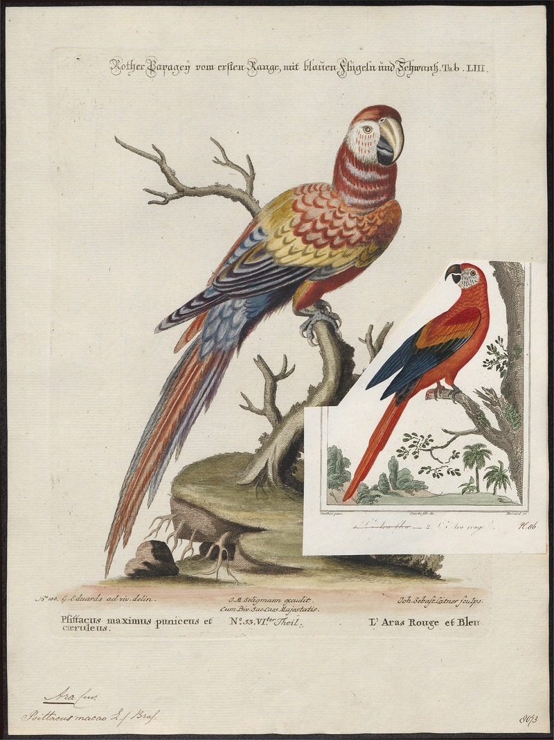 Ara macao - 1700-1880 - Print - Iconographia Zoologica - Special Collections University of Amsterdam - UBA01 IZ18500081.jpg