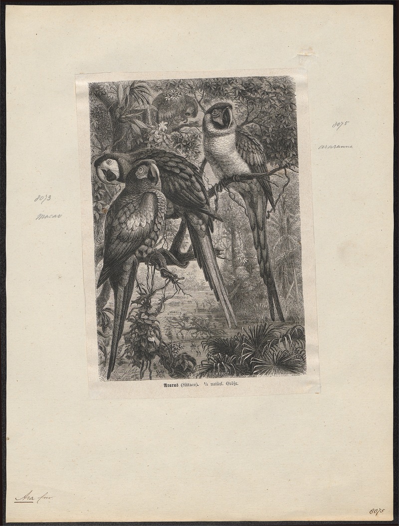 Ara macao - 1700-1880 - Print - Iconographia Zoologica - Special Collections University of Amsterdam - UBA01 IZ18500093.jpg