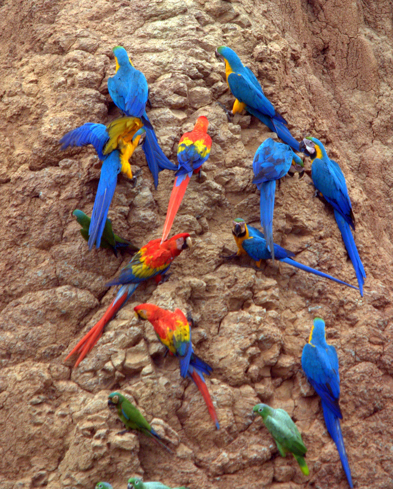 Parrots at a clay lick -Tambopata National Reserve, Peru-8c.jpg