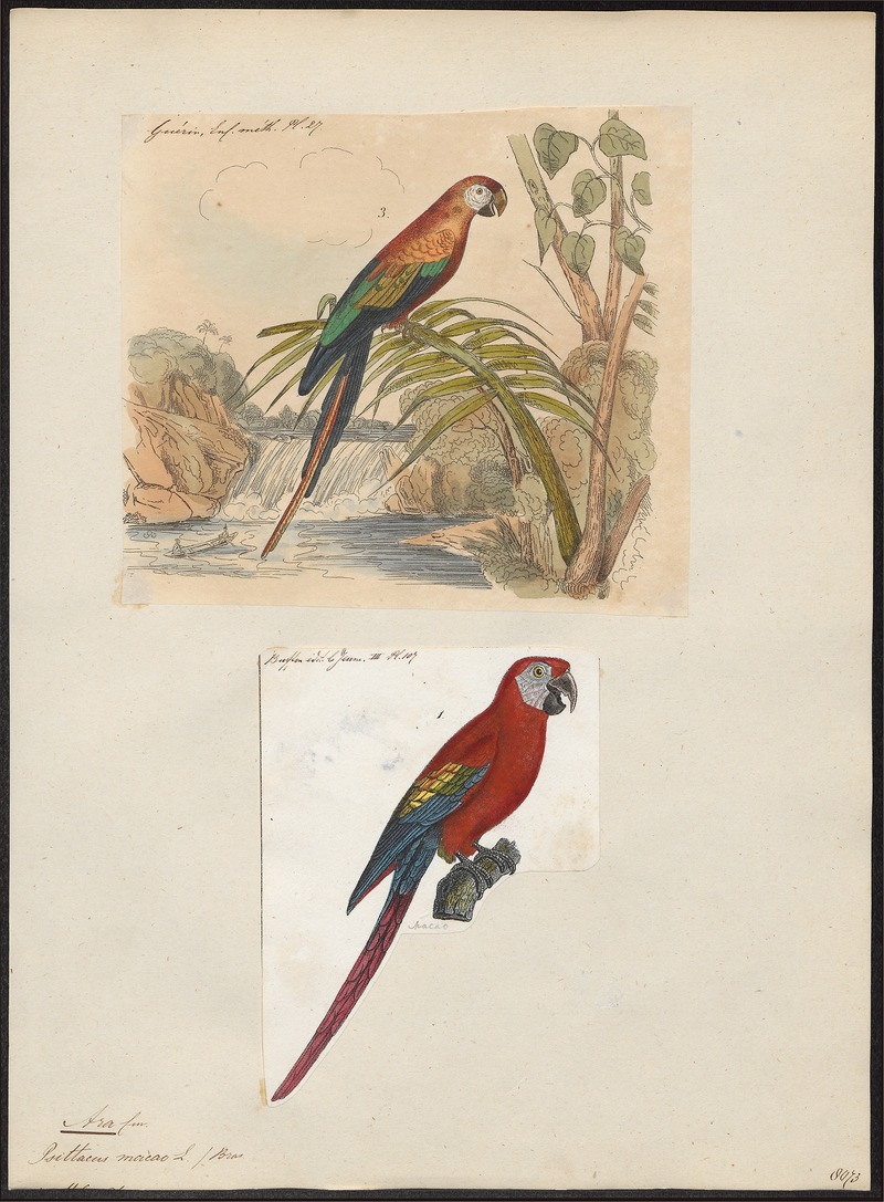 Ara macao - 1700-1880 - Print - Iconographia Zoologica - Special Collections University of Amsterdam - UBA01 IZ18500083.jpg