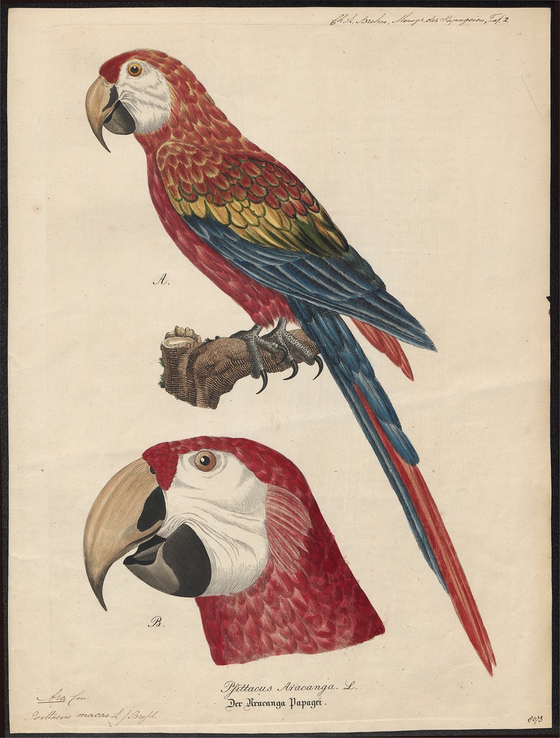 Ara macao - 1842-1855 - Print - Iconographia Zoologica - Special Collections University of Amsterdam - UBA01 IZ18500085.jpg
