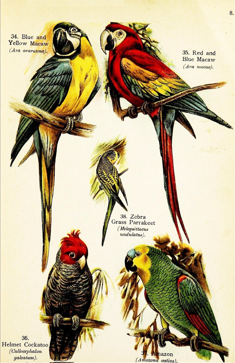 Birds of the world for young people (Pl. 8) (7971251360).jpg