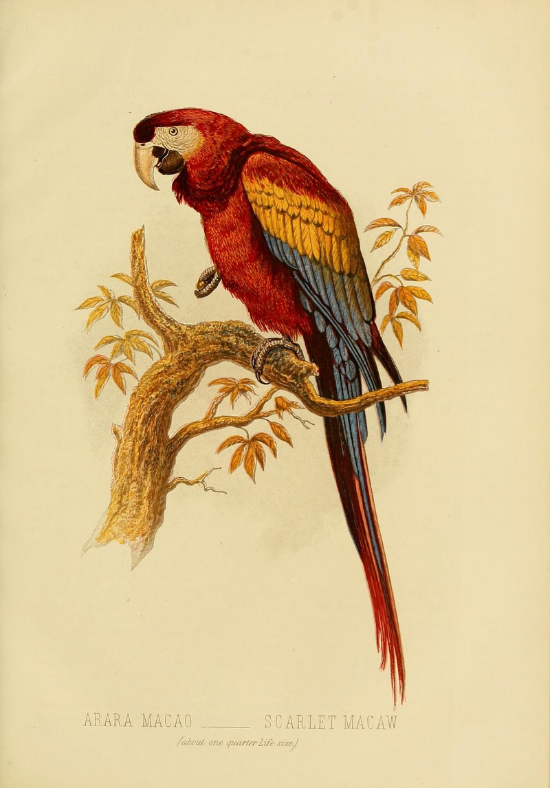 Cassell's book of birds (Plate I) (7401273246).jpg
