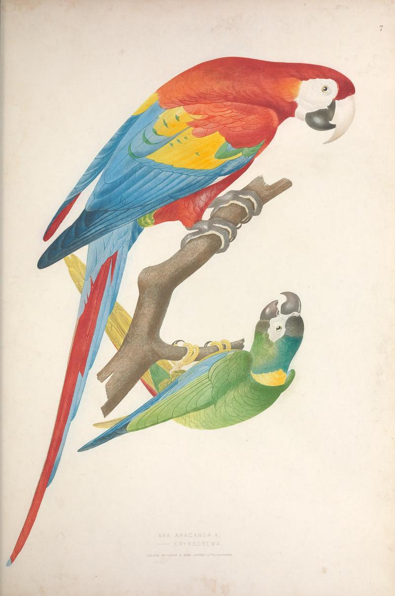Ornithologie Brésilienne, ou, Histoire des oiseaux du Brésil - remarquables par leur plumage, leur chant ou leurs habitudes (1854) (14748284762).jpg