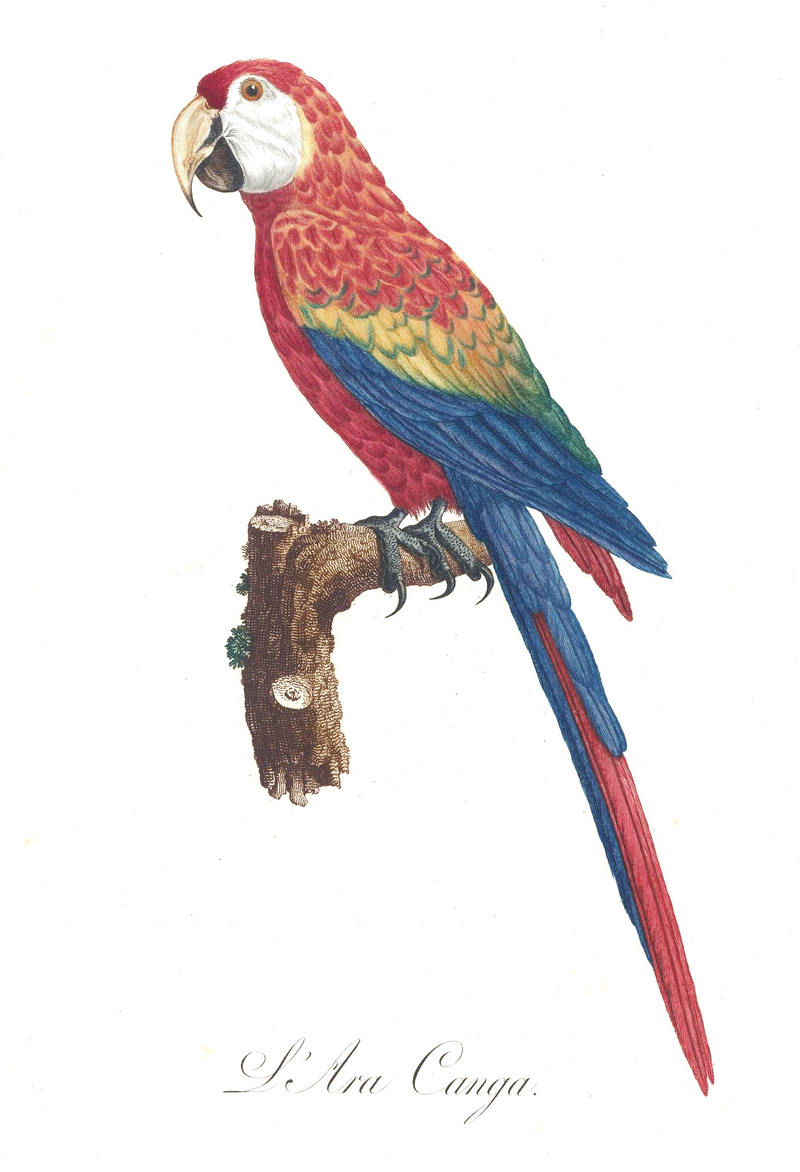 Levaillant Parrot 2.jpg