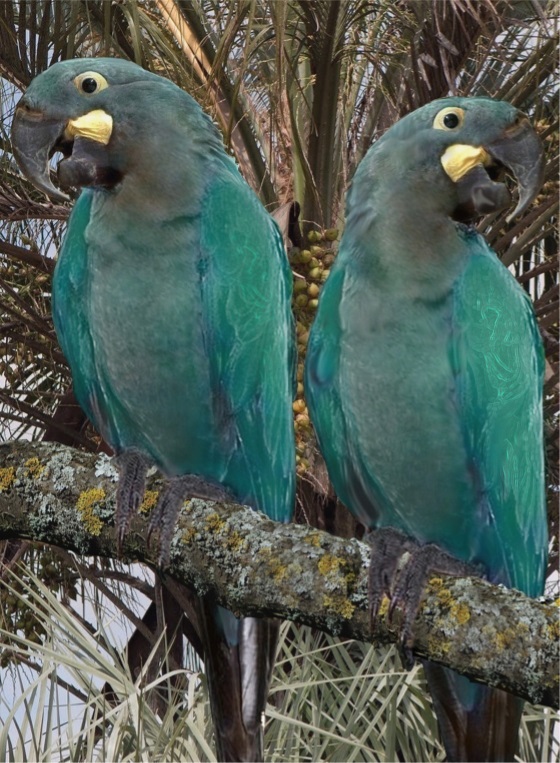 Aglaucus3 - glaucous macaw (Anodorhynchus glaucus).JPG