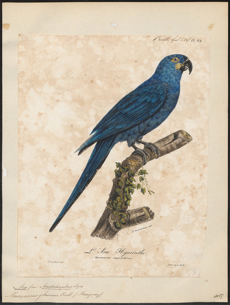 Ara glauca - 1825-1834 - Print - Iconographia Zoologica - Special Collections University of Amsterdam - UBA01 IZ18500133.jpg