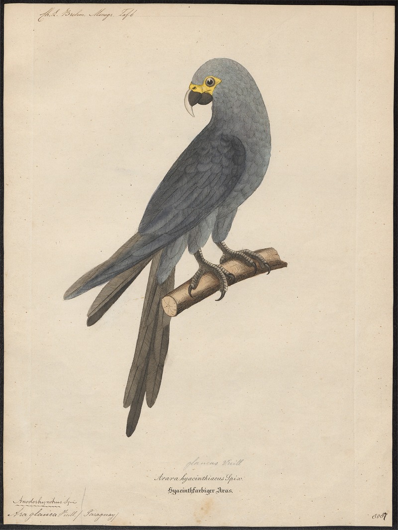Ara glauca - 1842-1855 - Print - Iconographia Zoologica - Special Collections University of Amsterdam - UBA01 IZ18500135.jpg