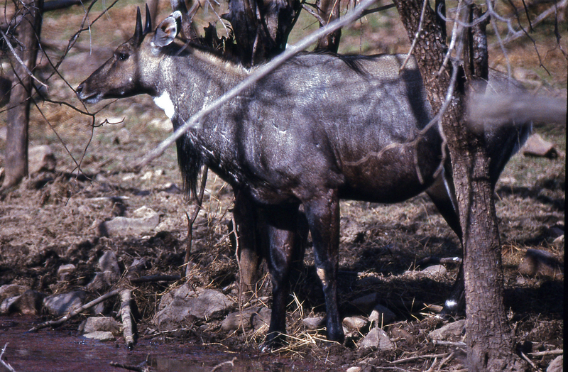 Nilgai (Boselaphus tragocamelus) bull (20347969435).jpg