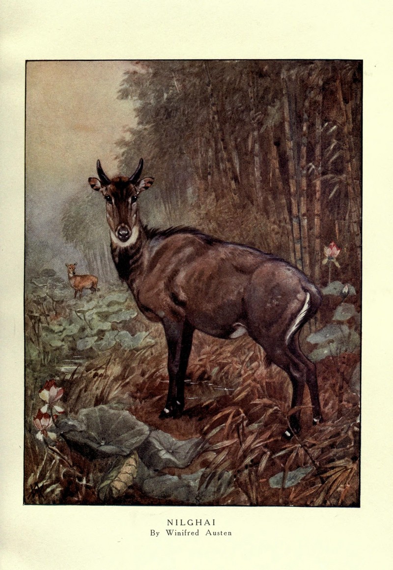 The wild beasts of the world (Plate 15) (8116030777).jpg