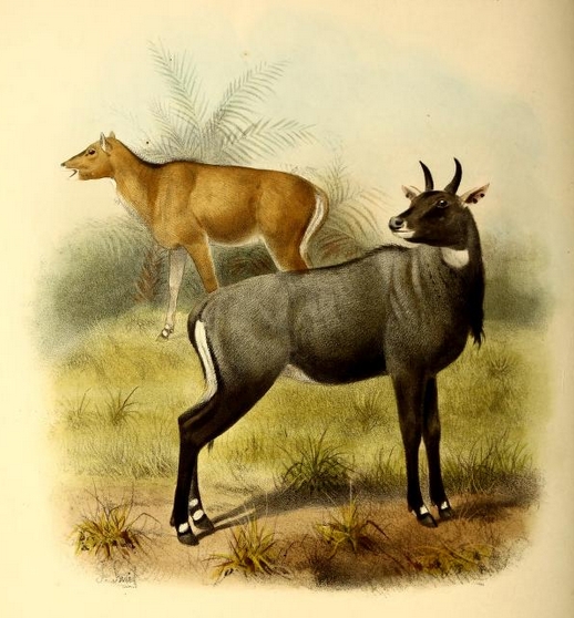 The book of antelopes (1894) Boselaphus tragocamelus.png