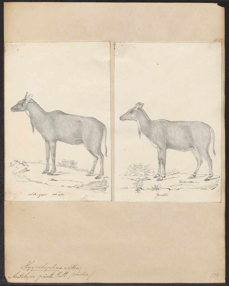 Antilope picta - 1700-1880 - Print - Iconographia Zoologica - Special Collections University of Amsterdam - UBA01 IZ21400195.jpg