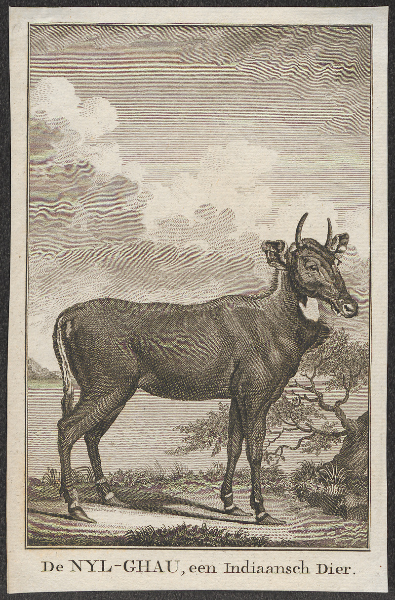 Antilope picta - 1700-1880 - Print - Iconographia Zoologica - Special Collections University of Amsterdam - UBA01 IZ21400197.jpg