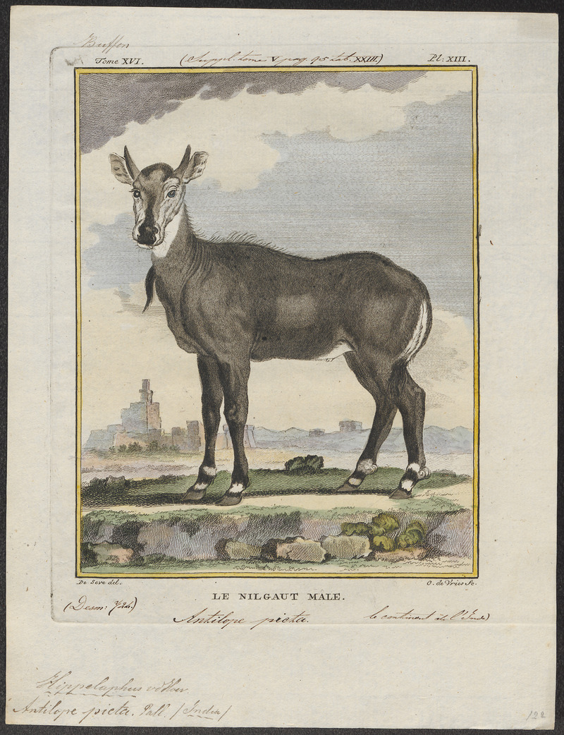Antilope picta - 1700-1880 - Print - Iconographia Zoologica - Special Collections University of Amsterdam - UBA01 IZ21400199.jpg