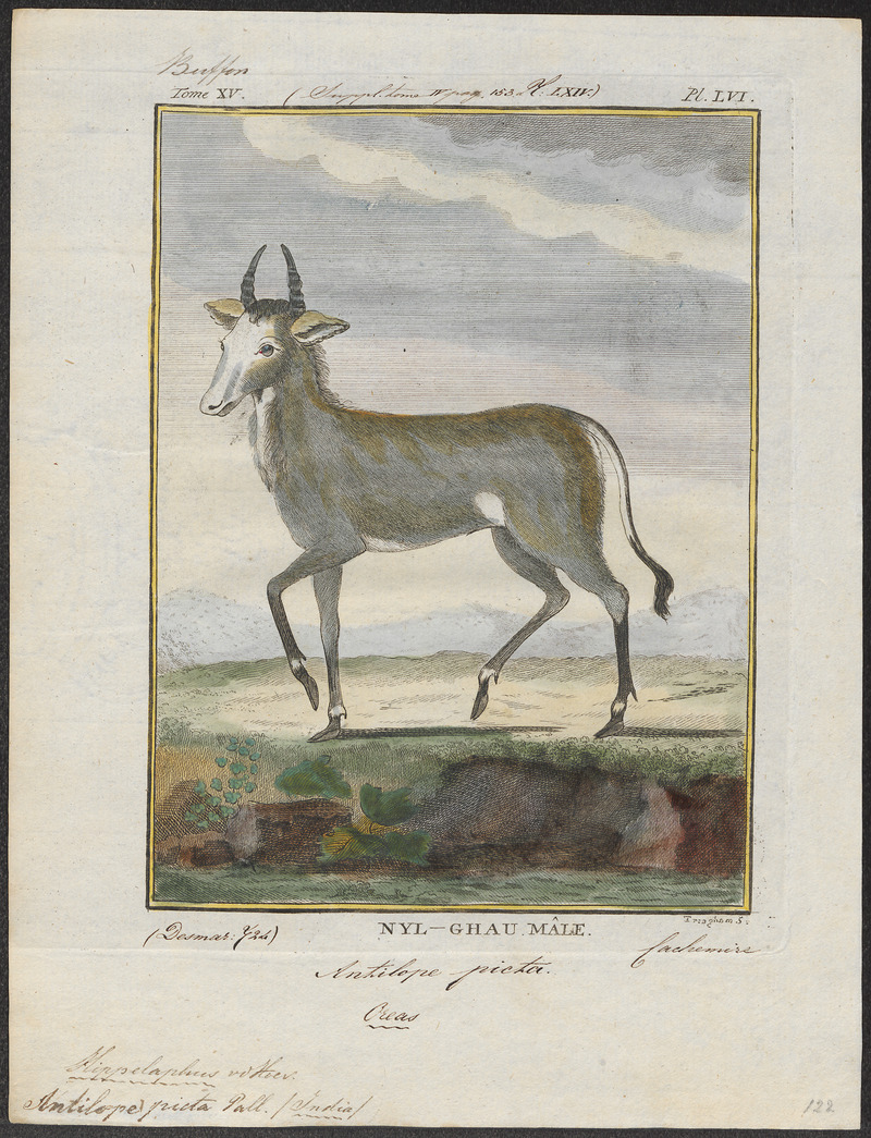 Antilope picta - 1700-1880 - Print - Iconographia Zoologica - Special Collections University of Amsterdam - UBA01 IZ21400201.jpg