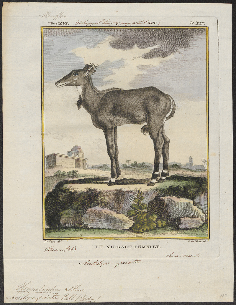 Antilope picta - 1700-1880 - Print - Iconographia Zoologica - Special Collections University of Amsterdam - UBA01 IZ21400203.jpg