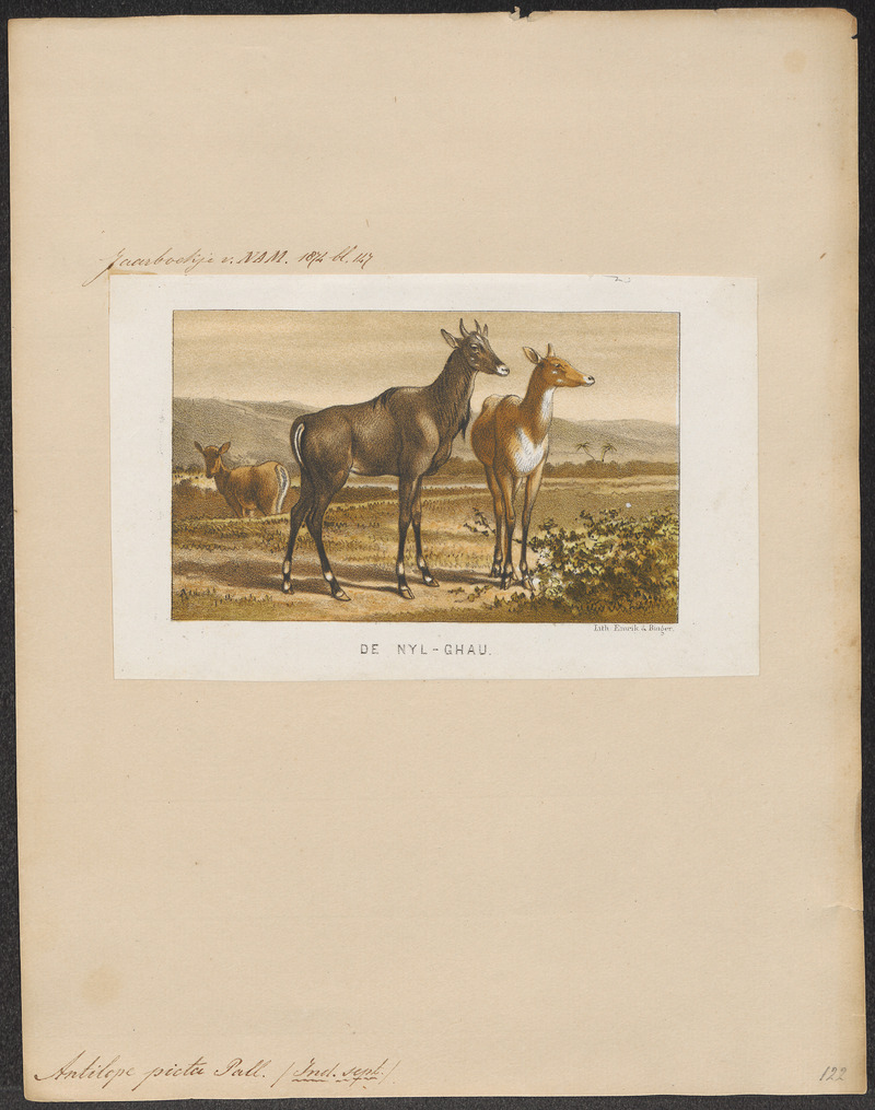 Antilope picta - 1874 - Print - Iconographia Zoologica - Special Collections University of Amsterdam - UBA01 IZ21400193.jpg