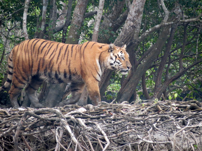 Royal Bengal Tiger walking down Mangrove Island in Sundarbans 1.jpg