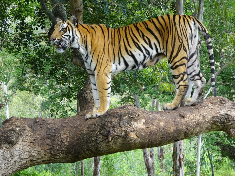 Bengal Tigress - Bengal tiger (Panthera tigris tigris).jpg