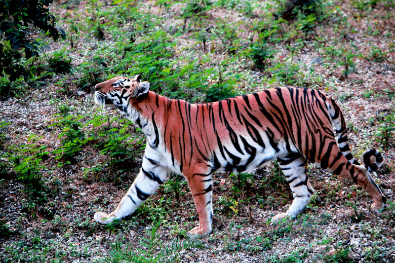 Bengal Tiger at Nehru Zoological Park - Bengal tiger (Panthera tigris tigris).jpg