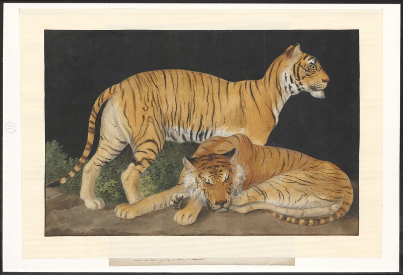 Panthera tigris tigris - 1753-1834 - Print - Iconographia Zoologica - Special Collections University of Amsterdam - UBA01 IZA1000218.jpg