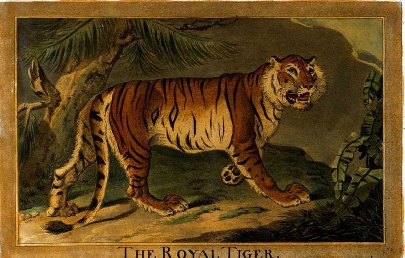 3, Royal Tiger, Charles Catton's Animals (1788) (cropped).jpg