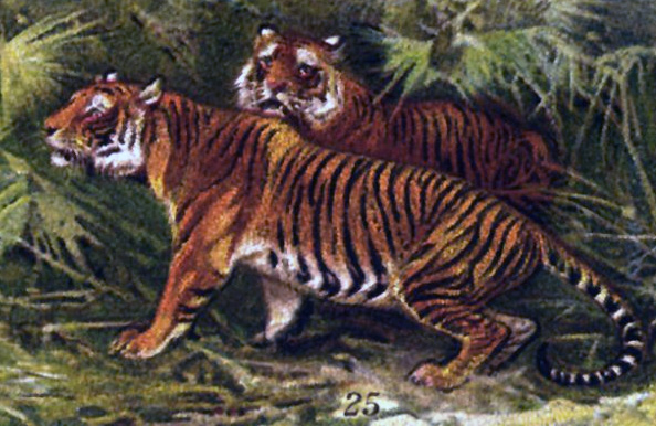 Panthera tigris tigris drawing.jpg