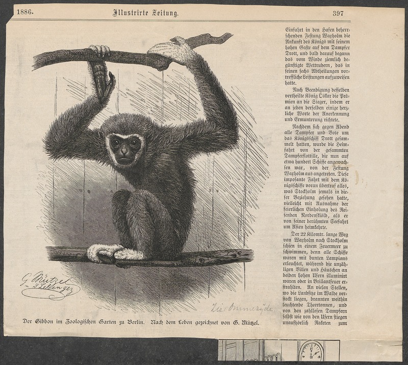 Hylobates lar - 1886 - Print - Iconographia Zoologica - Special Collections University of Amsterdam - UBA01 IZ19800099.jpg