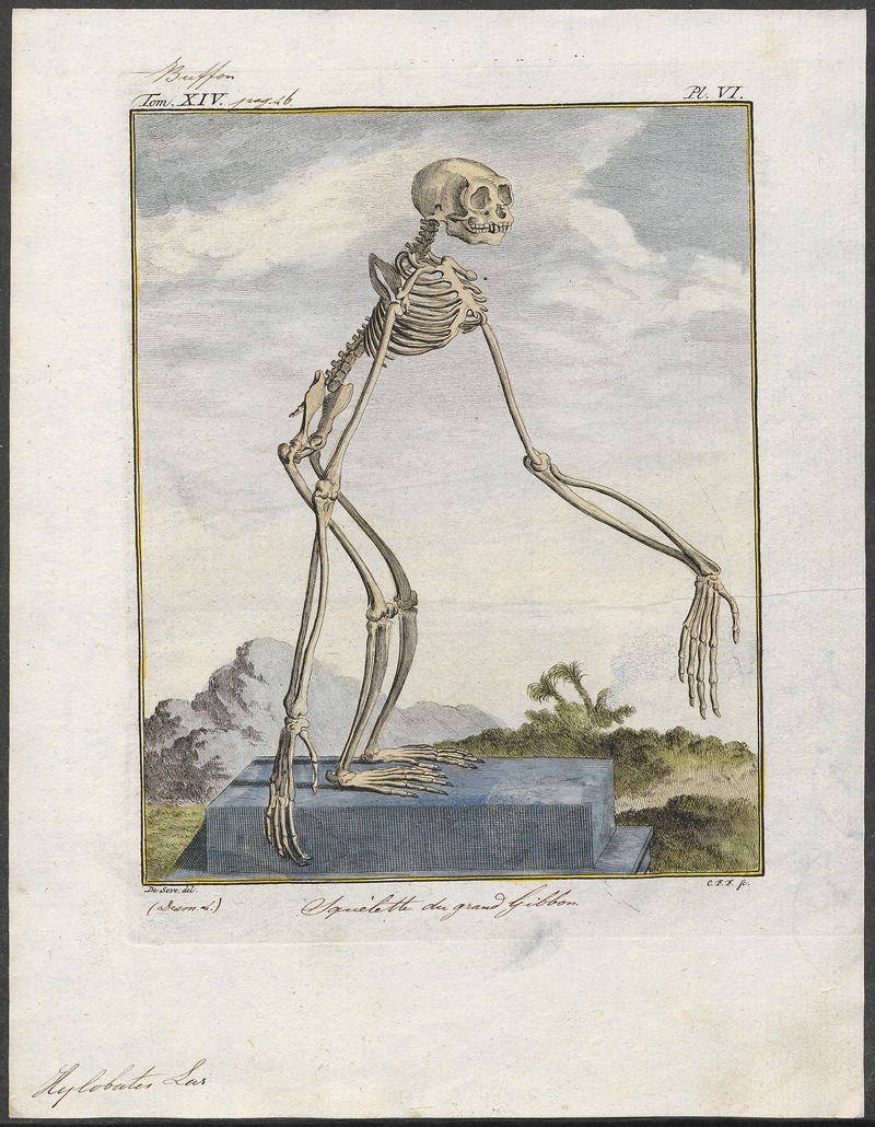 Hylobates lar - skelet - 1700-1880 - Print - Iconographia Zoologica - Special Collections University of Amsterdam - UBA01 IZ19800103.jpg