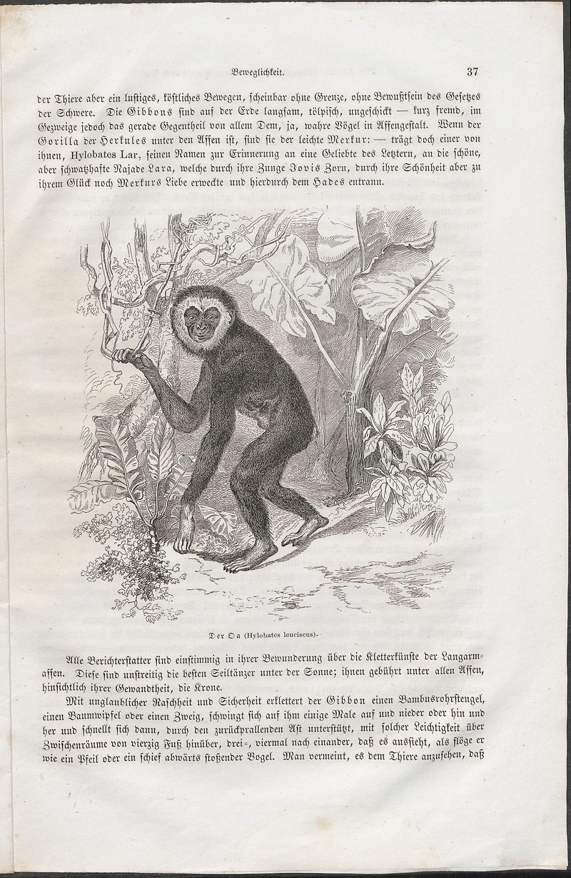 Hylobates leuciscus - 1700-1880 - Print - Iconographia Zoologica - Special Collections University of Amsterdam - UBA01 IZ19800088.jpg