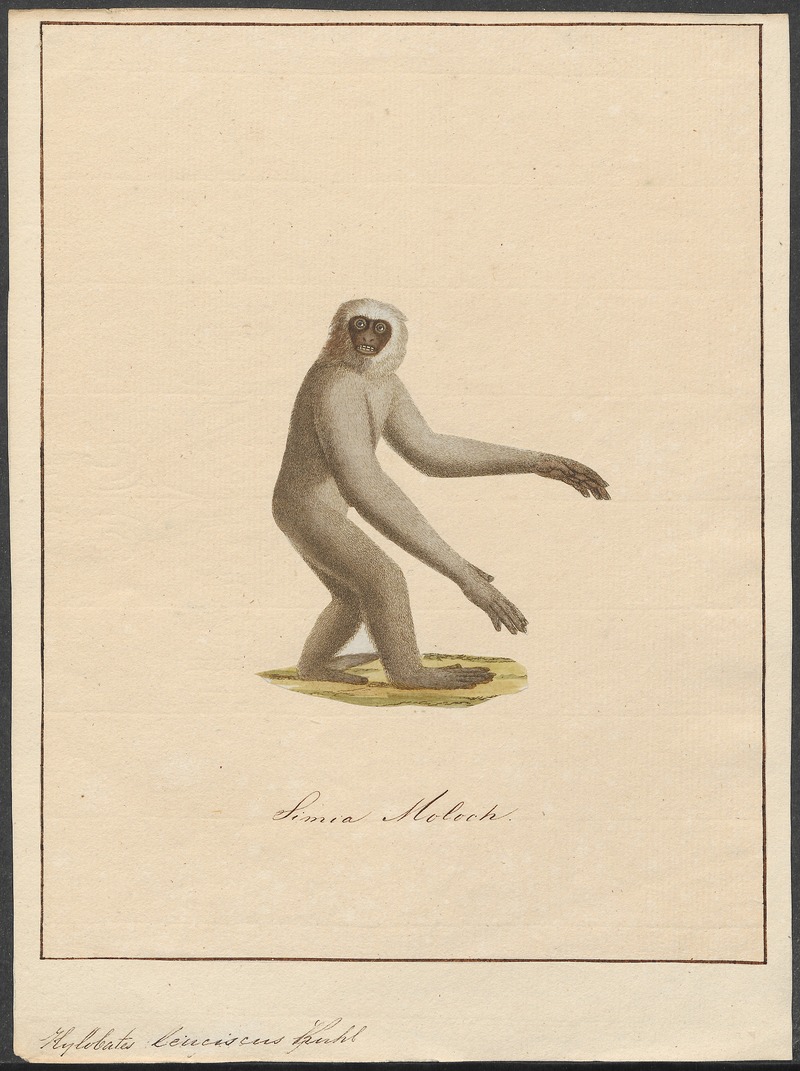 Hylobates leuciscus - 1700-1880 - Print - Iconographia Zoologica - Special Collections University of Amsterdam - UBA01 IZ19800115.jpg