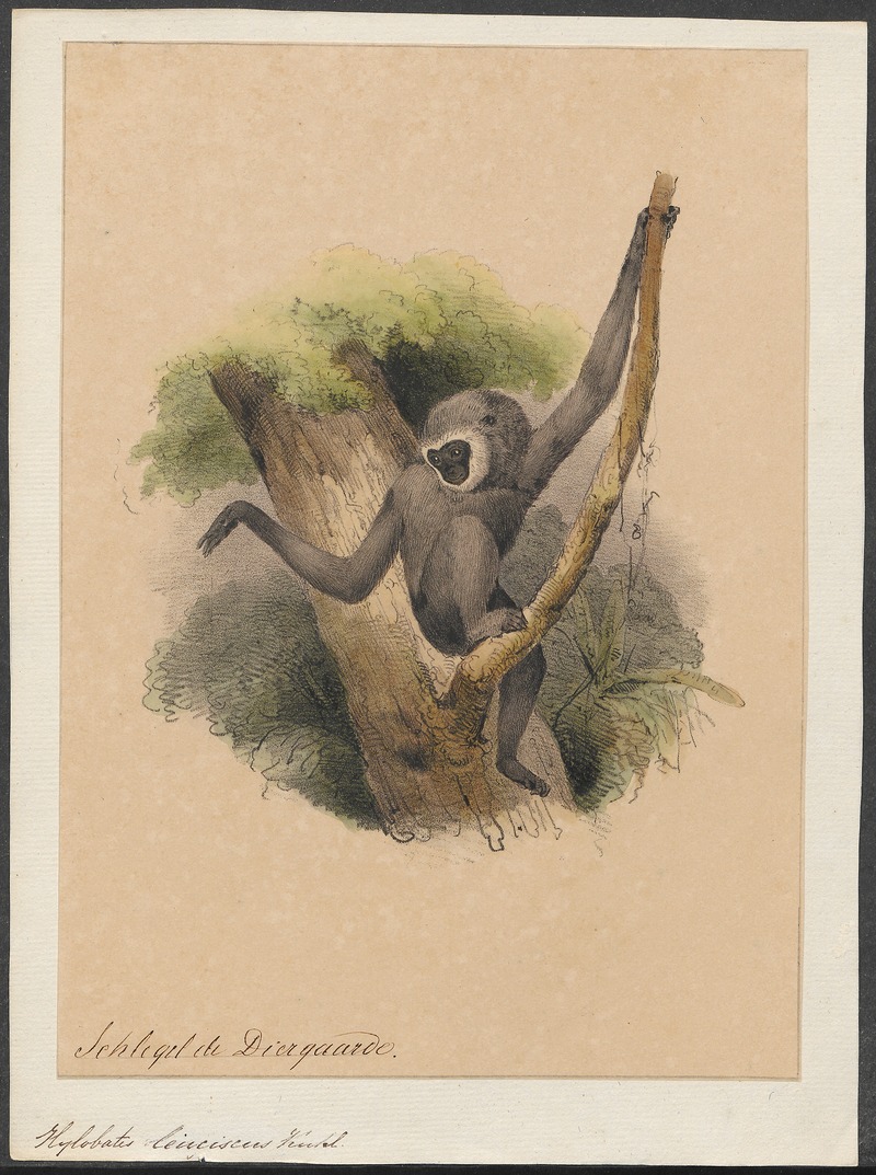 Hylobates leuciscus - 1700-1880 - Print - Iconographia Zoologica - Special Collections University of Amsterdam - UBA01 IZ19800117.jpg