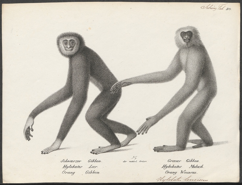 Hylobates leuciscus - man en vrouw - 1700-1880 - Print - Iconographia Zoologica - Special Collections University of Amsterdam - UBA01 IZ19800097.jpg