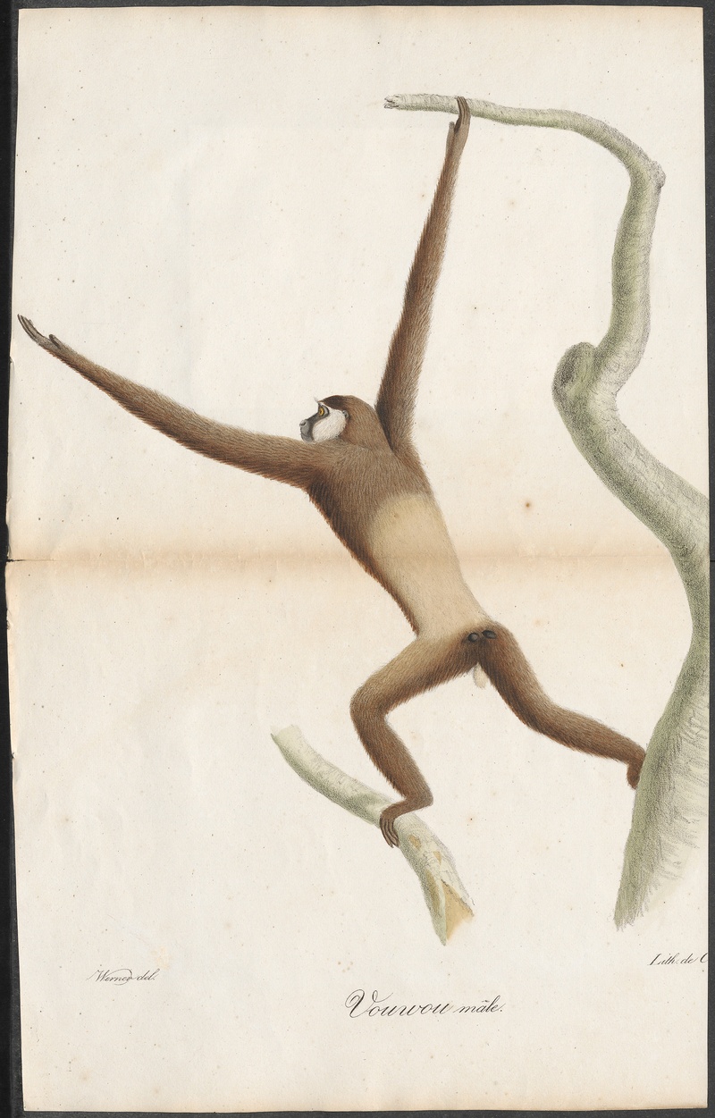 Hylobates variegatus - 1700-1880 - Print - Iconographia Zoologica - Special Collections University of Amsterdam - UBA01 IZ19800105.jpg