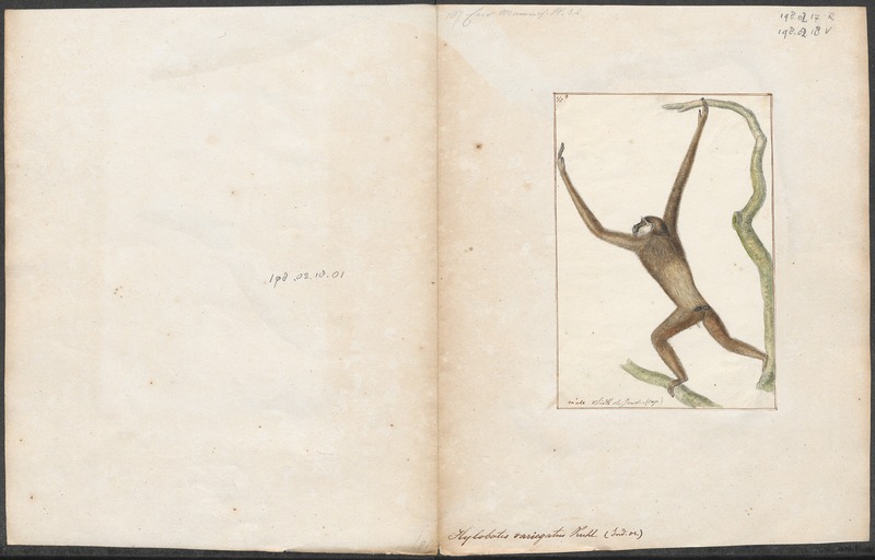 Hylobates variegatus - 1700-1880 - Print - Iconographia Zoologica - Special Collections University of Amsterdam - UBA01 IZ19800106.jpg