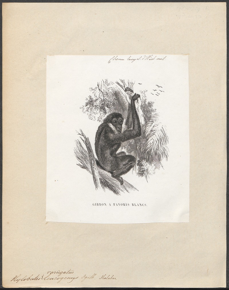 Hylobates variegatus - 1700-1880 - Print - Iconographia Zoologica - Special Collections University of Amsterdam - UBA01 IZ19800107.jpg