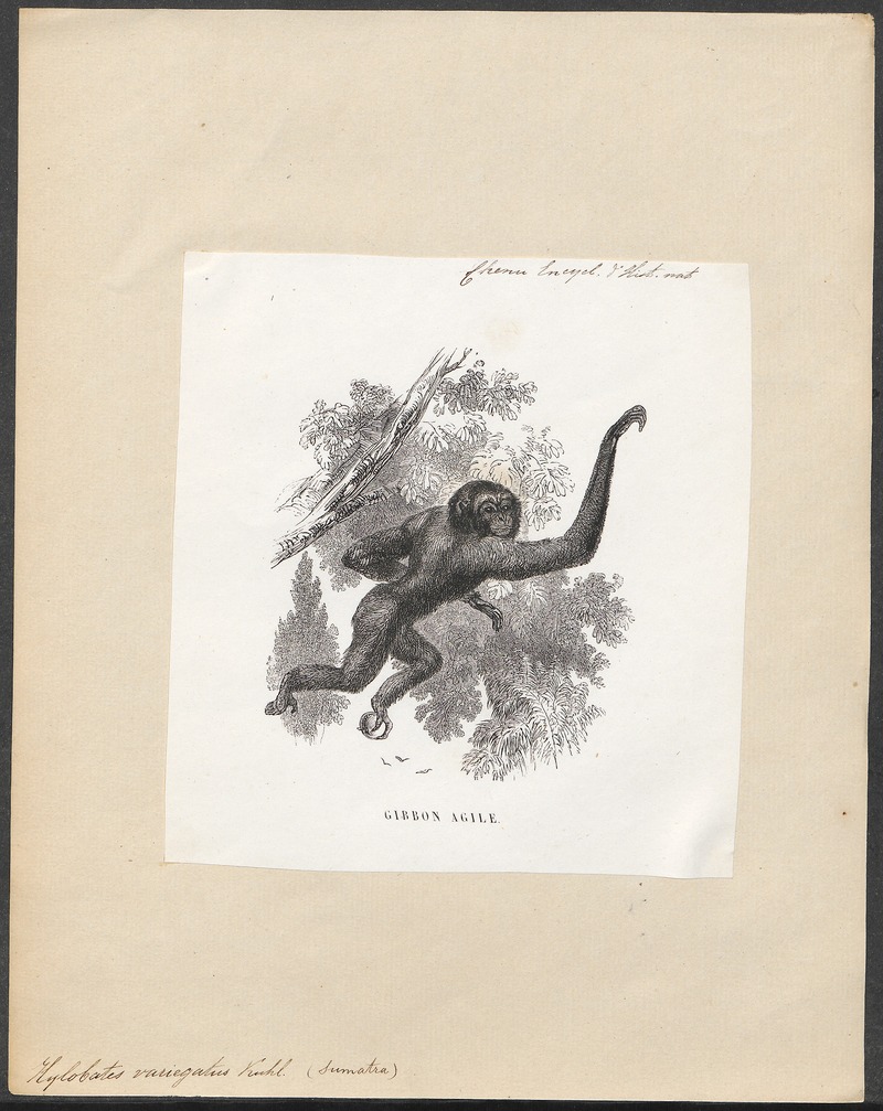 Hylobates variegatus - 1700-1880 - Print - Iconographia Zoologica - Special Collections University of Amsterdam - UBA01 IZ19800111.jpg