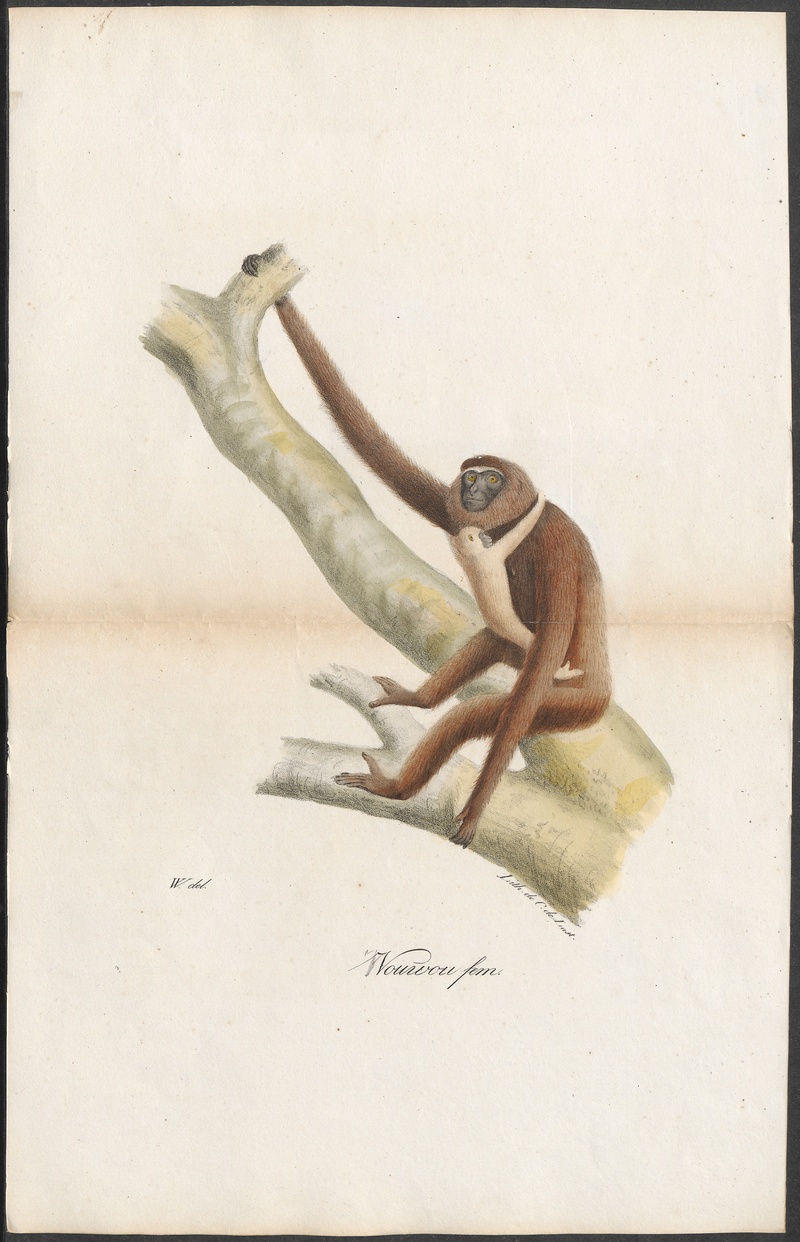 Hylobates variegatus - 1700-1880 - Print - Iconographia Zoologica - Special Collections University of Amsterdam - UBA01 IZ19800113.jpg