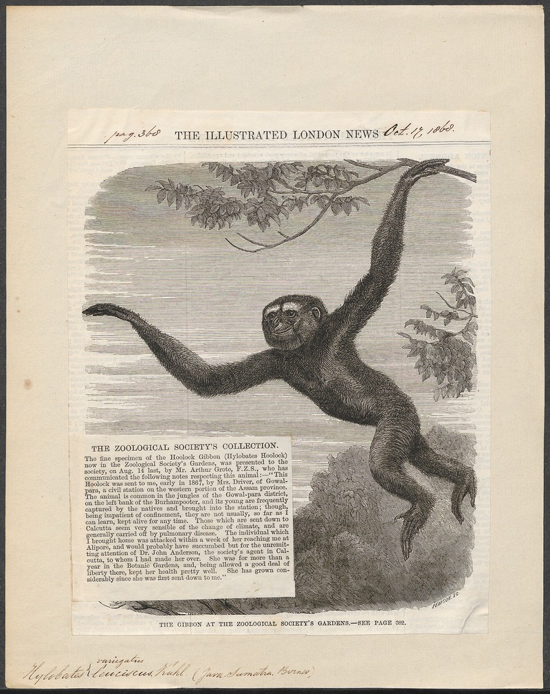 Hylobates variegatus - 1868 - Print - Iconographia Zoologica - Special Collections University of Amsterdam - UBA01 IZ19800109.jpg