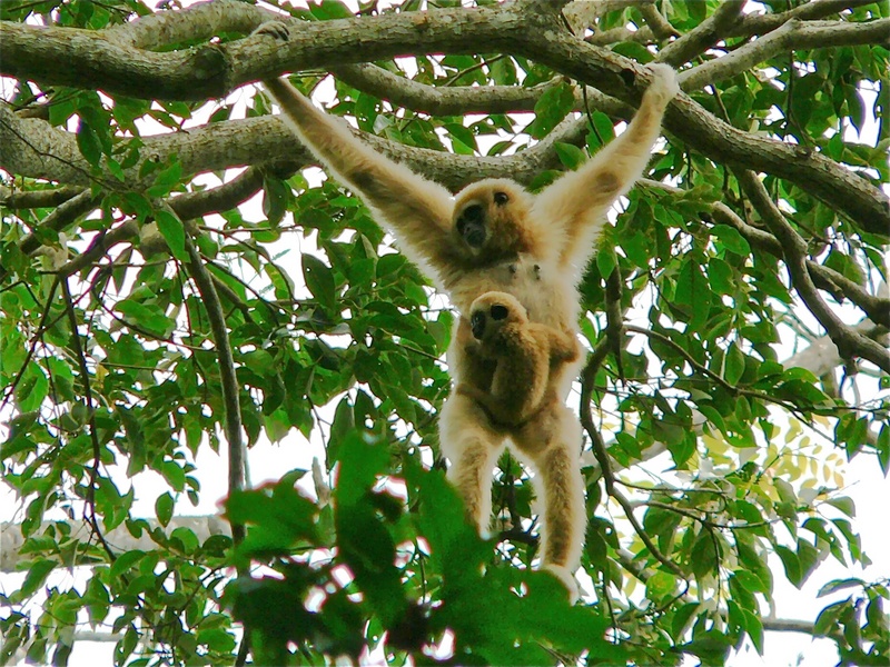White-handed Gibbon (Hylobates lar) female with baby (7105681909).jpg